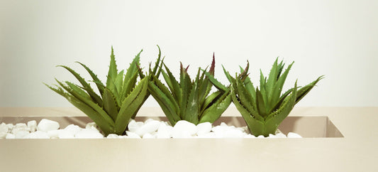 3 små planter, som ikke har brug for sollys for at blomstre