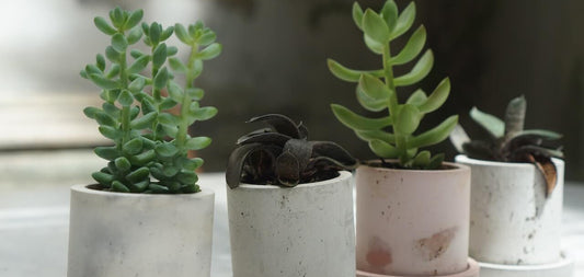 Planter som er visnet, og planter som er forbedret og lever