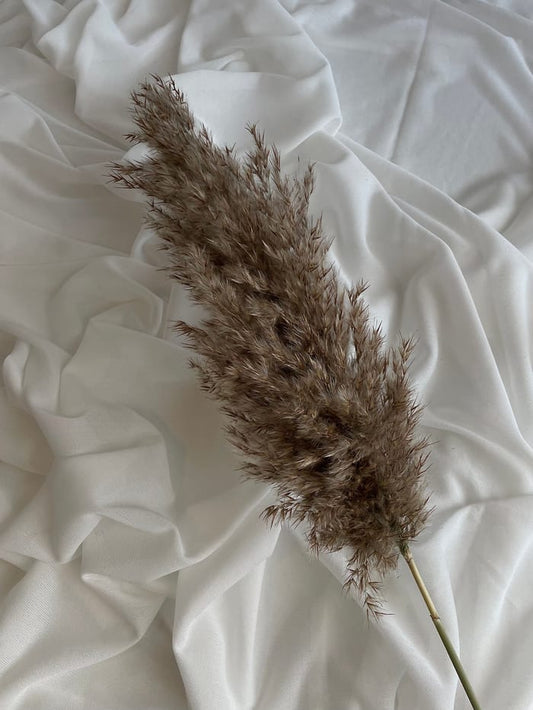 Pampasgræs - Reed (Brune)