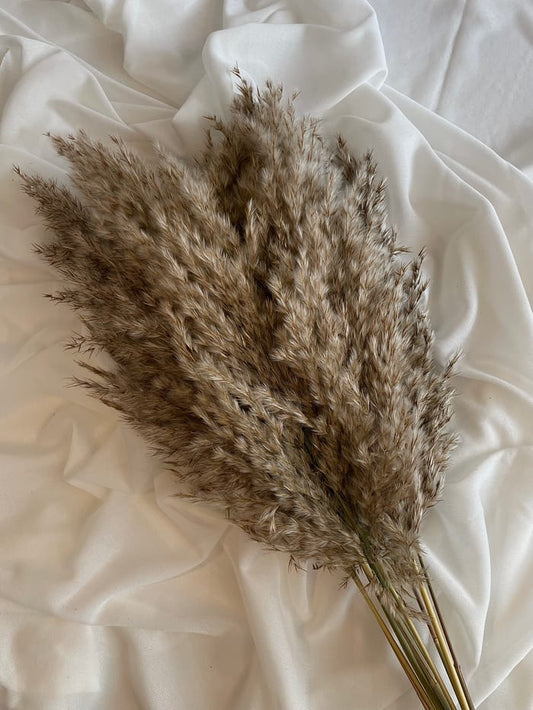 Pampasgræs - Reed (Brune)