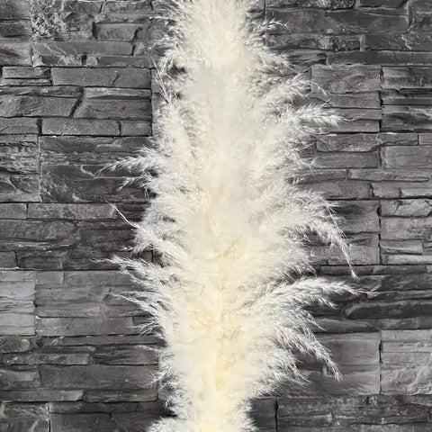 Pampasgræs - Viola (Hvid)