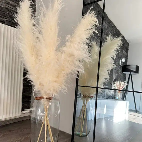 Pampasgræs - Viola (Hvid)