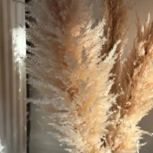 Pampasgræs - Viola Fluffy Beige