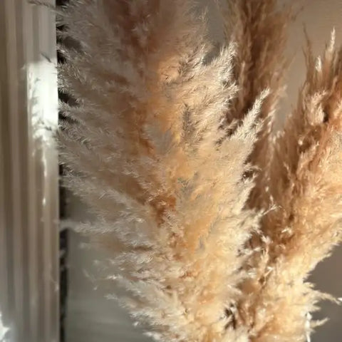 Pampasgræs - Viola Fluffy Beige