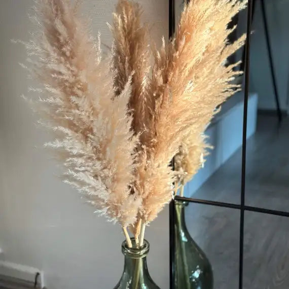 Pampasgræs - Viola Fluffy Beige