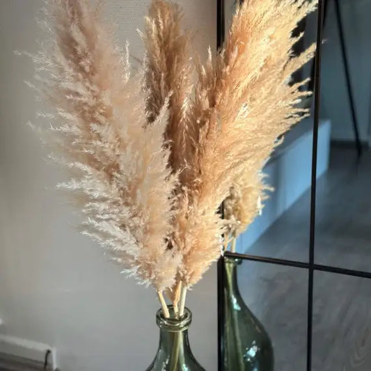 Pampasgræs - Viola Fluffy Beige