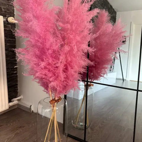 Pampasgræs Viola - (Lyserød)